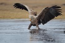 Seeadler